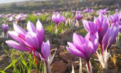 ارزآوری بیش ۲ تا ۳ میلیارد دلاری از زعفران با حمایت‌ و سیاستگذاری‌های صحیح دولت – جمهورآنلاین