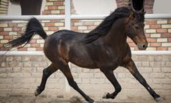 کاسپین هم‌قدم با یونسکو