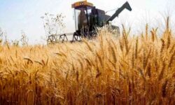 آرد کامل در مسیر تثبیت جایگاه ملّی قرار دارد