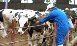 برنامه ملی مقابله با بیماری بروسلوز دامی اجرایی شد – جمهورآنلاین