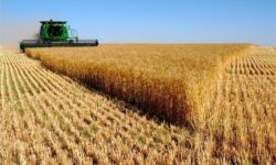 توزیع ۳۹۰ هزار تن بذر اصلاح شده میان کشاورزان کشور – جمهورآنلاین