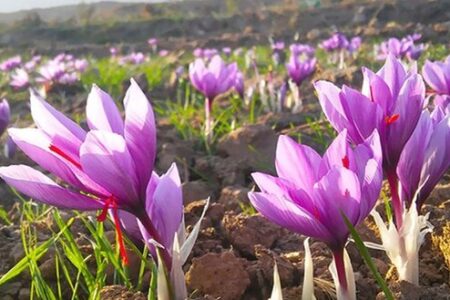 ارزآوری بیش ۲ تا ۳ میلیارد دلاری از زعفران با حمایت‌ و سیاستگذاری‌های صحیح دولت – جمهورآنلاین