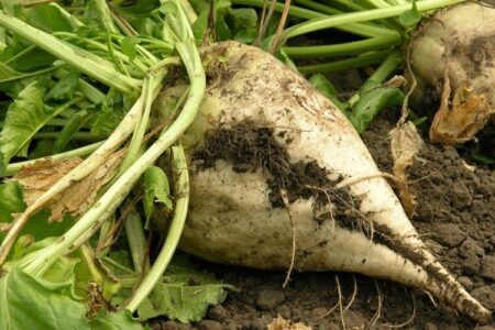 تحقق خودکفایی شکر با راه‌اندازی کارخانجات فرآوری – جمهورآنلاین