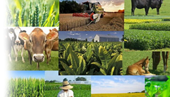 شاخص قیمت تولیدکننده زراعت، باغداری و دامداری سنتی- اردیبهشت ماه ۱۴۰۴ (بر مبنای سال پایه ۱۳۹۵) – جمهورآنلاین