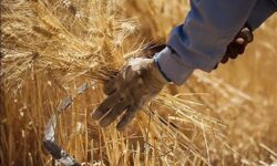 خرید تضمینی گندم به مرز ۷.۲ میلیون تن رسید – جمهورآنلاین