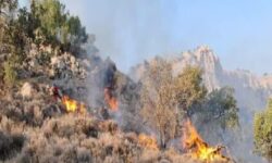  جنگل های کهنسال فارس قربانی دست های آلوده 