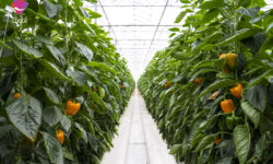 خطر کاهش تولید در کمین محصولات گلخانه‌ای