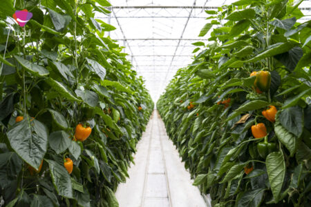 خطر کاهش تولید در کمین محصولات گلخانه‌ای