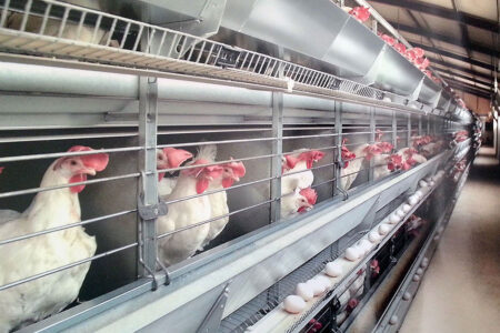 گرانی نهاده‌ها امنیت غذایی را به چالش کشیده است